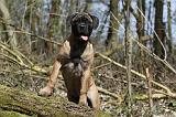 BULLMASTIFF 386